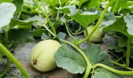 带花小瓜怎么吃,探索家常美味新选择