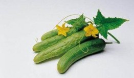 吃瓜不能跟什么东西吃,揭秘哪些食物与吃瓜相克