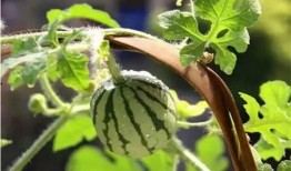 带花小瓜怎么吃,探索家常美味新选择