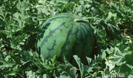 孕妇可以吃糍瓜吗,孕妇适宜食用糍瓜的益处与注意事项