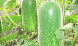 箶芦瓜怎么吃,解锁美味新体验